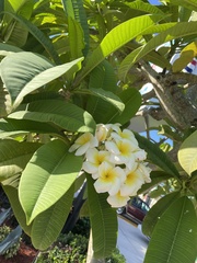 Plumeria rubra