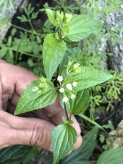 Ageratina rothrockii