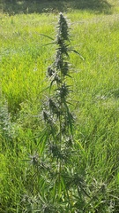 Cannabis sativa