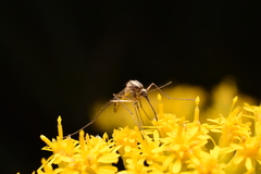 Aedes trivittatus