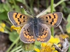 Tharsalea dorcas sangremar