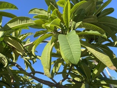 Plumeria rubra