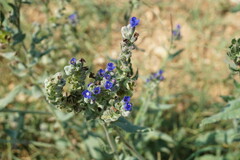 Anchusa leptophylla