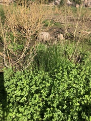 Eleocharis palustris