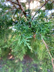 Juniperus ashei