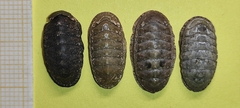Ischnochiton rissoi