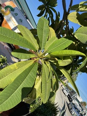Plumeria rubra