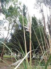 Cortaderia nitida