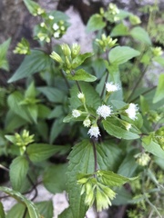 Ageratina rothrockii