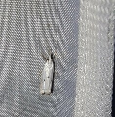 Microcrambus biguttellus