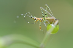 Orthoptera