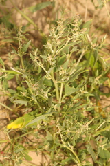 Atriplex patula