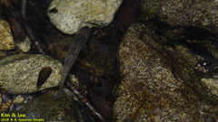 Rhynchocypris oxycephalus