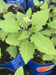 Solanum emulans