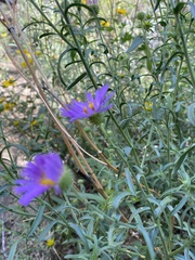 Dieteria canescens
