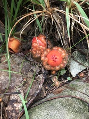 Calostoma cinnabarinum