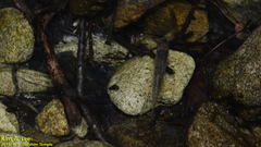 Rhynchocypris oxycephalus