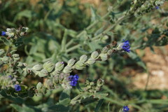 Anchusa leptophylla