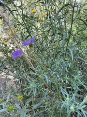 Dieteria canescens
