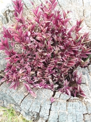 Tradescantia zebrina