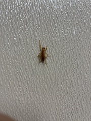 Camptonotus carolinensis