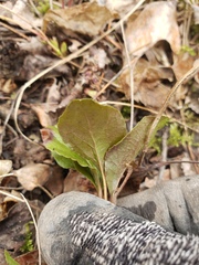 Orthilia secunda