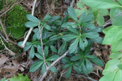 Chimaphila umbellata