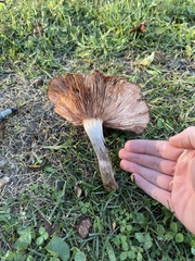 Desarmillaria
