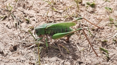 Decticus verrucivorus