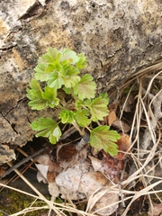 Ribes oxyacanthoides