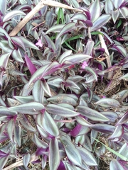 Tradescantia zebrina