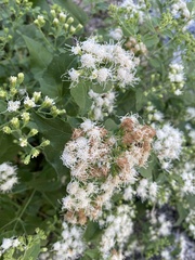 Ageratina herbacea