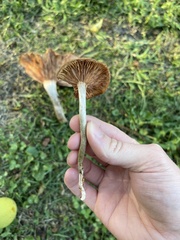 Desarmillaria