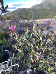 Bejaria