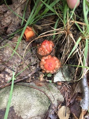 Calostoma cinnabarinum