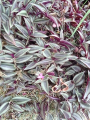 Tradescantia zebrina