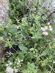Ageratina herbacea