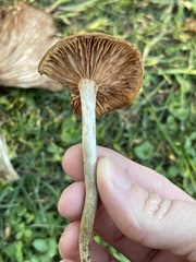 Desarmillaria