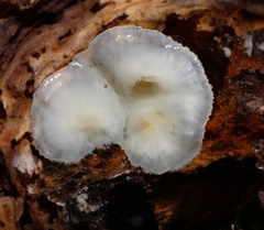 Merulius tremellosus