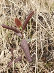 Lonicera dioica