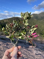Bejaria