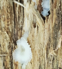 Merulius tremellosus
