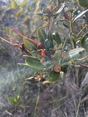 Bejaria