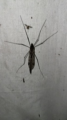Tipula metacomet