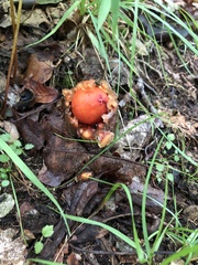 Calostoma cinnabarinum