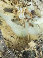 Merulius tremellosus