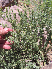 Atriplex elegans