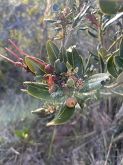 Bejaria