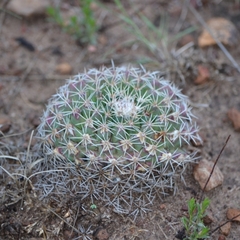 Mammillaria