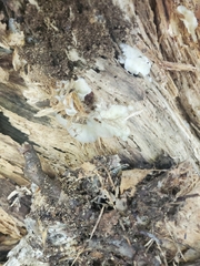 Merulius tremellosus